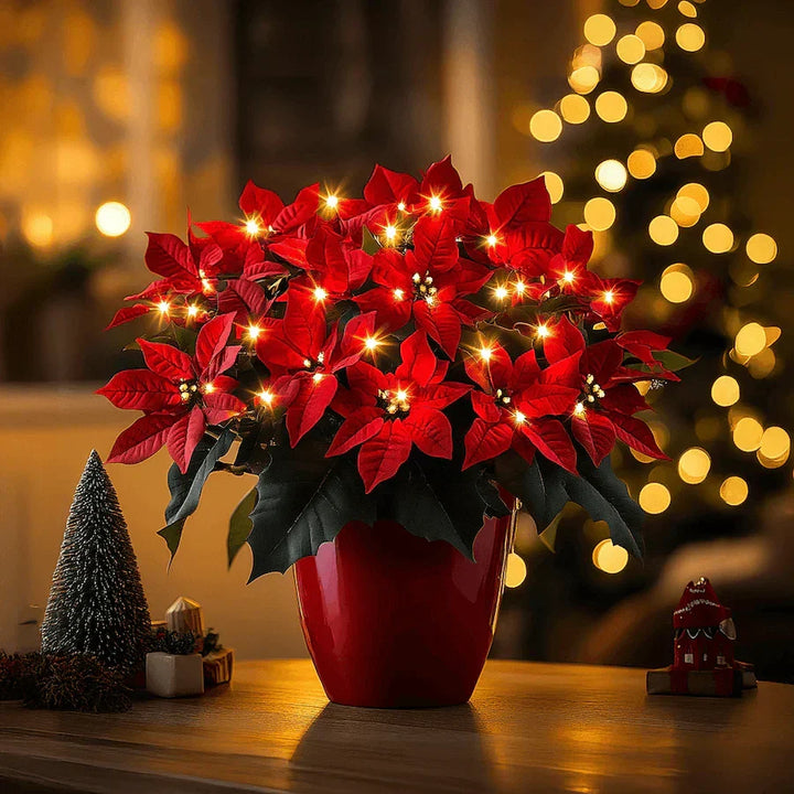 Kerststar Rubinowy